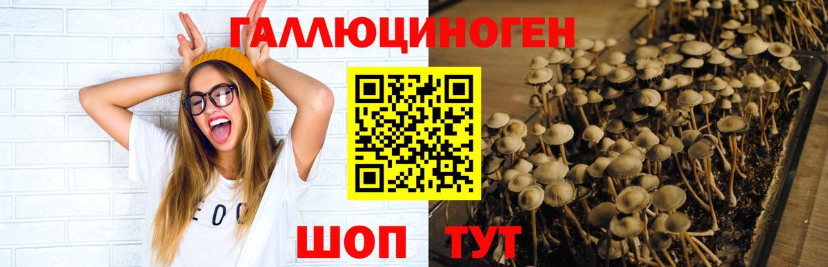 Псилоцибиновые грибы Psilocybe Вязьма
